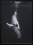 Wall Art - Baleine noire