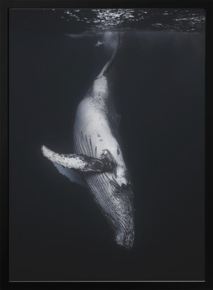Wall Art - Baleine noire