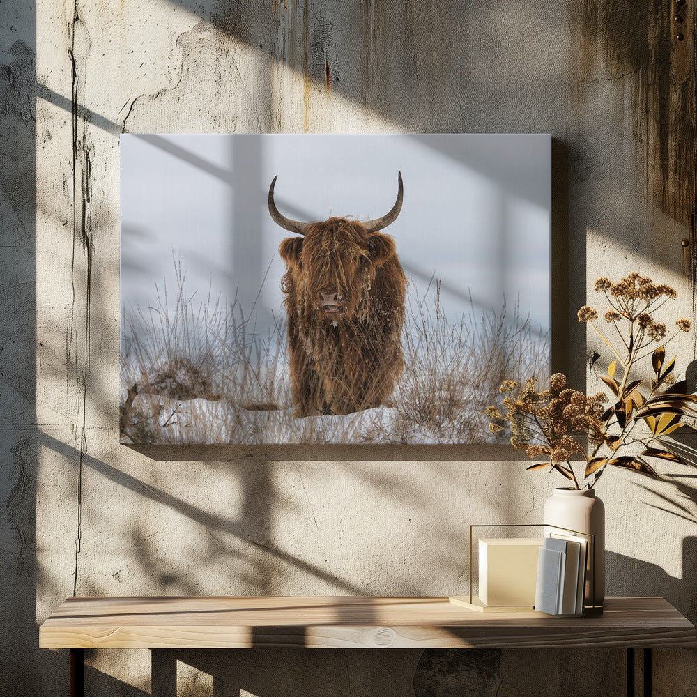 Wall Art Highlander in Snow