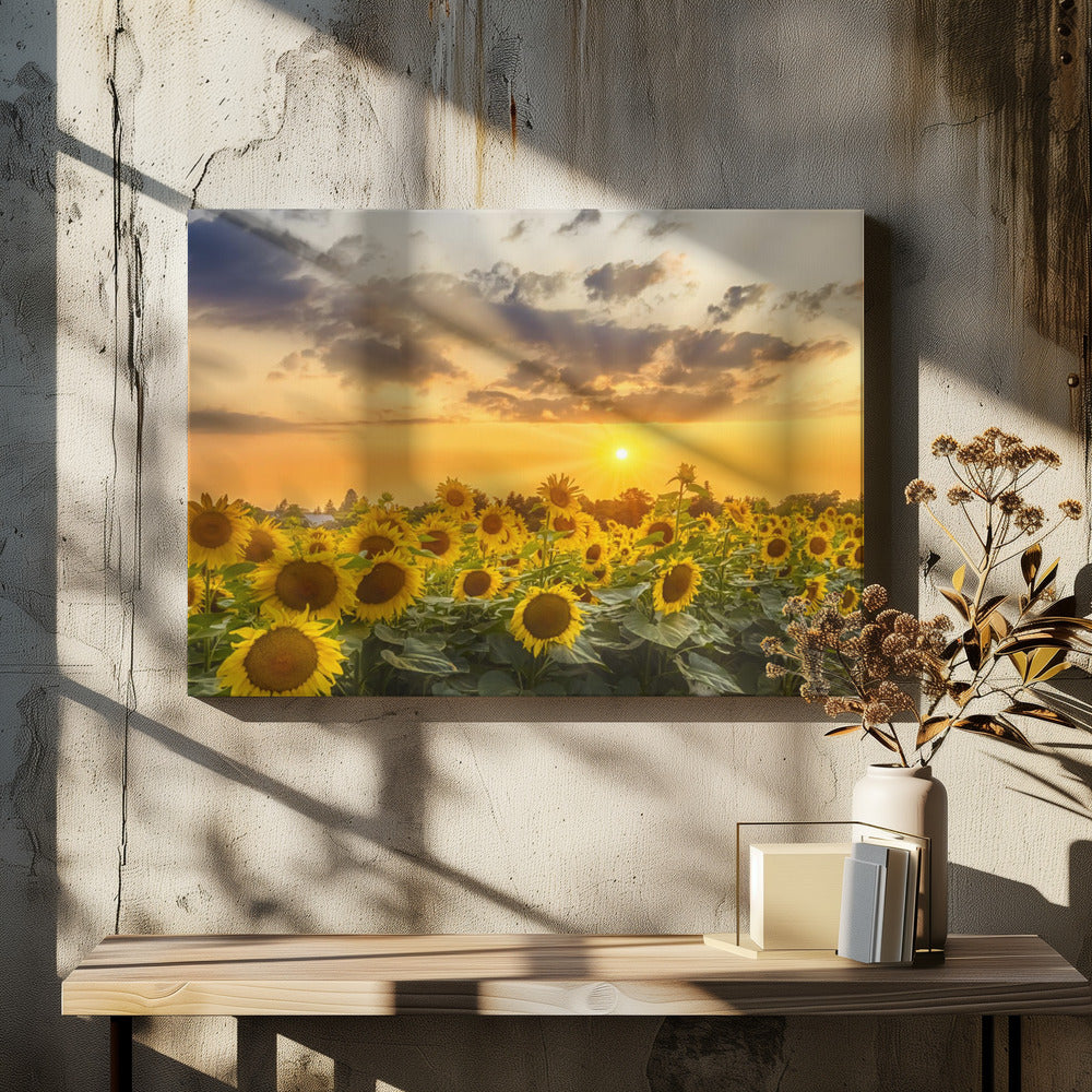 Art mural Champ de tournesols au coucher du soleil | Vue panoramique