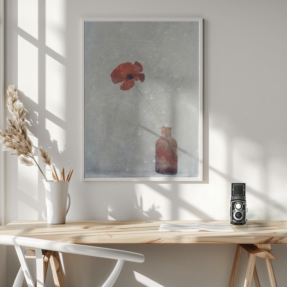 Art mural : Papaver somnifere (Mughetto)