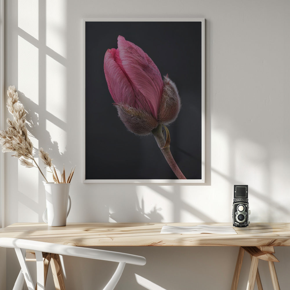 Wall art Tulipe Rose 1