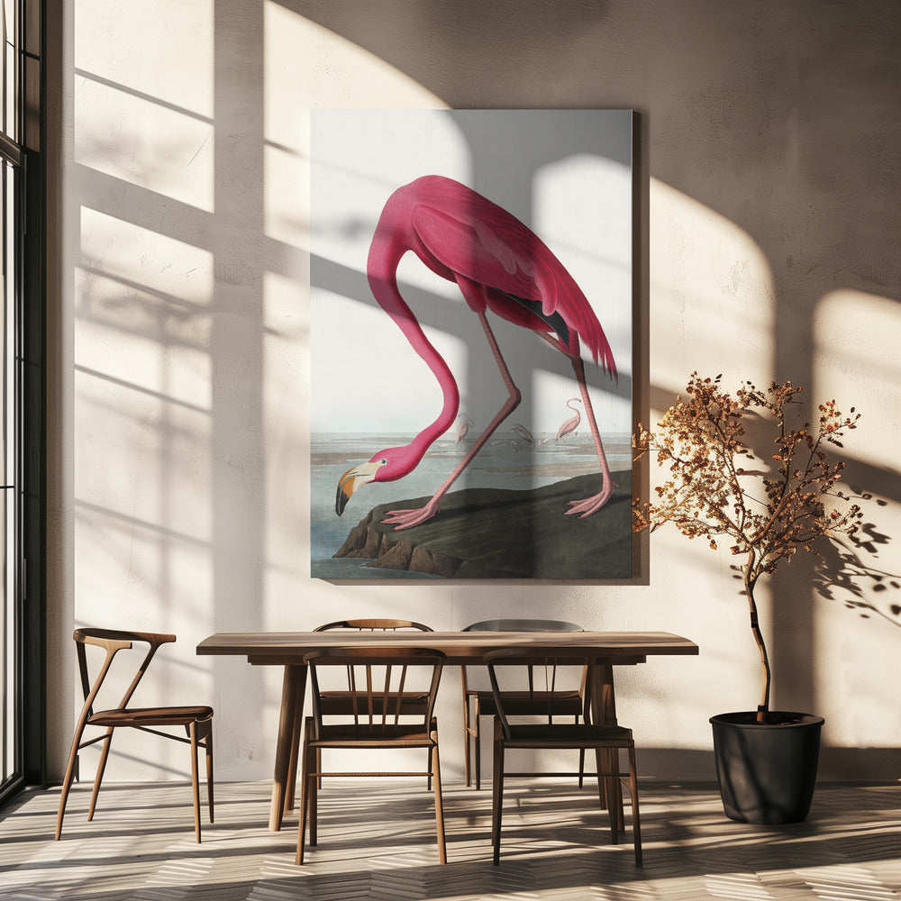 Pink Flamingo Ii From Birds of America (1827)