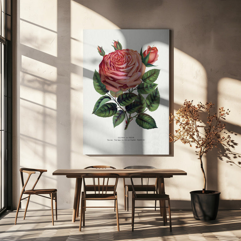 Pink Rose, Glorie De Dijon Lithograph