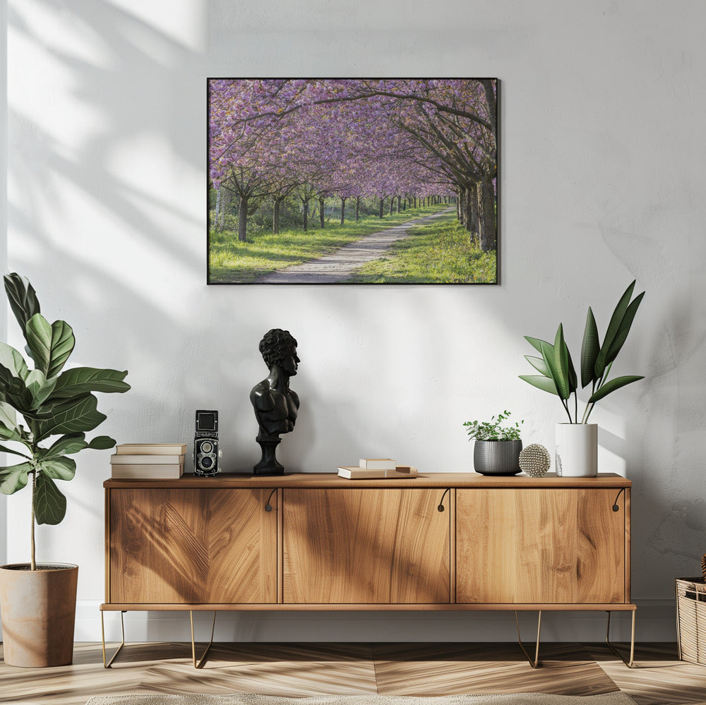 Art mural : allée idyllique de cerisiers en fleurs