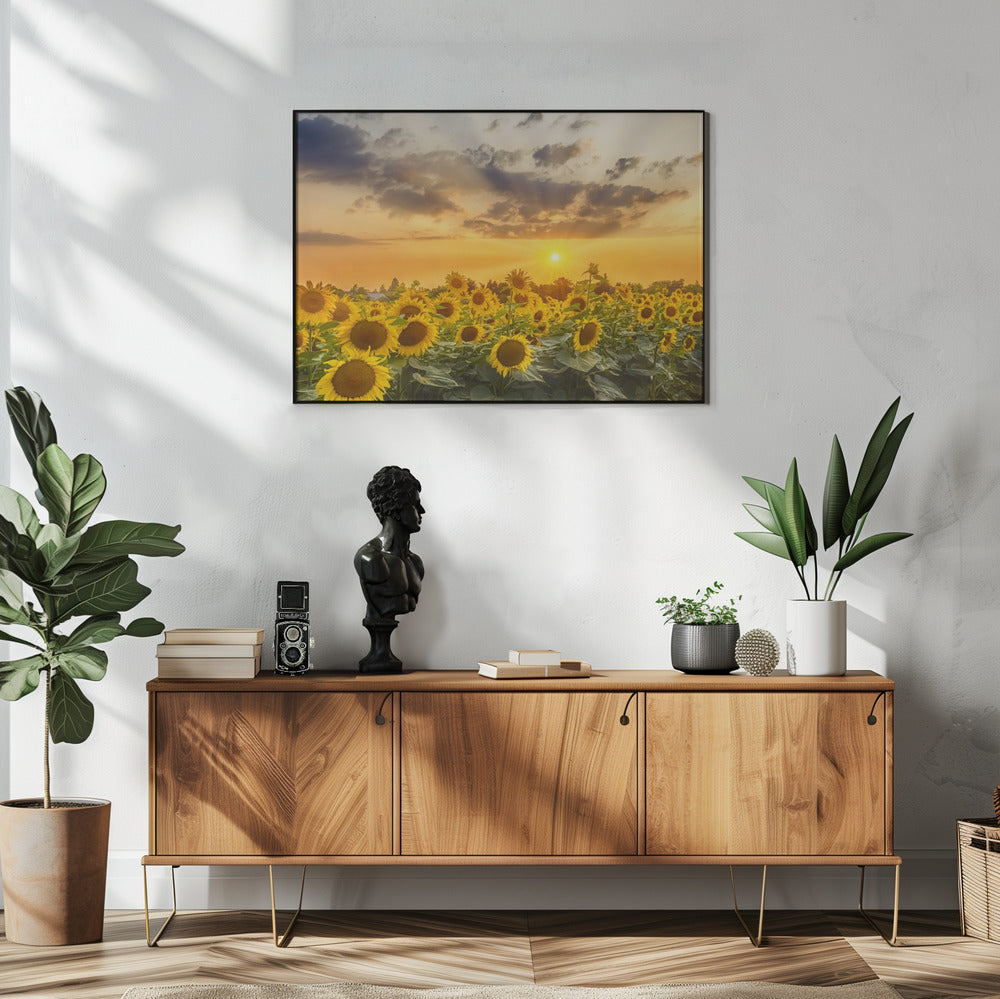 Art mural Champ de tournesols au coucher du soleil | Vue panoramique