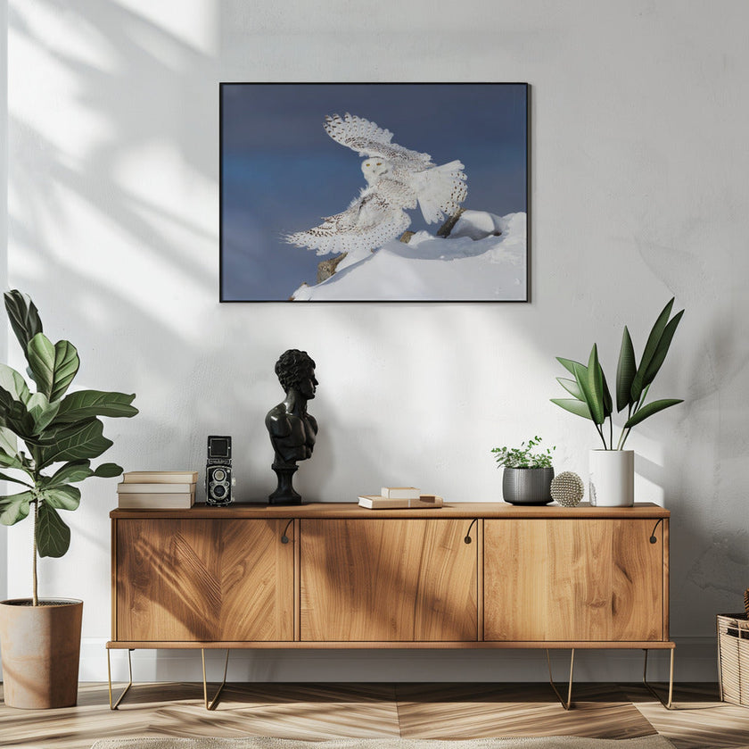 Wall art Snowy Owl in Flight
