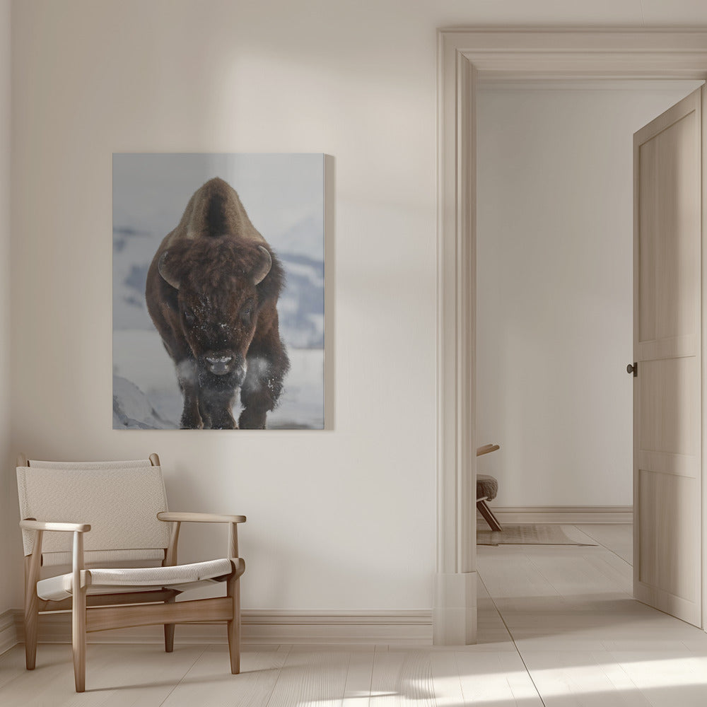 Wall Art Bison en approche