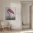 Pink Flamingo Ii From Birds of America (1827)