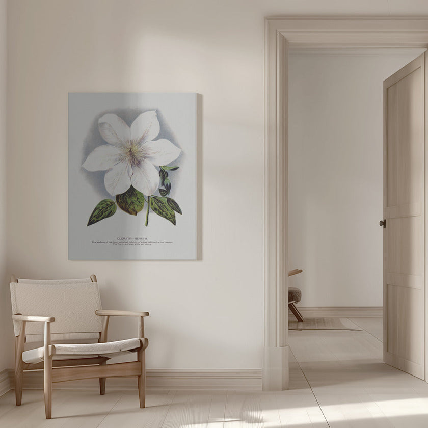 Wall Art Clematis Flower Lithograph