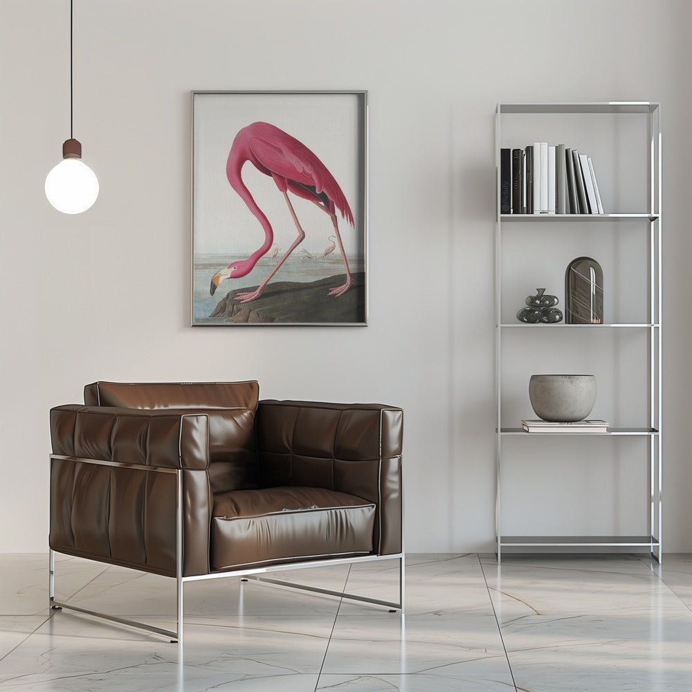 Pink Flamingo Ii From Birds of America (1827)