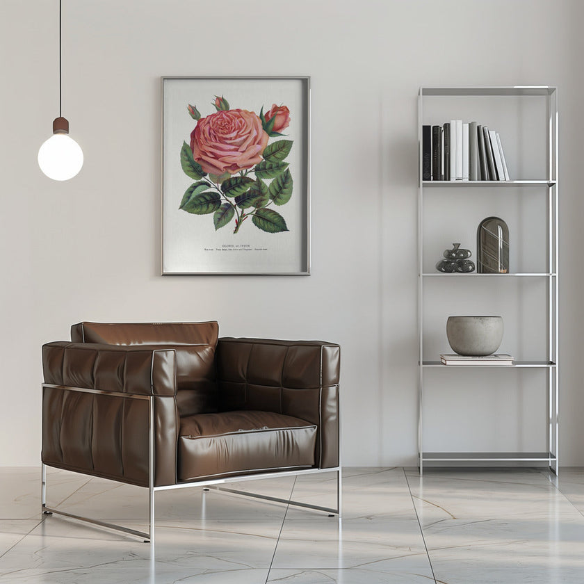 Pink Rose, Glorie De Dijon Lithograph