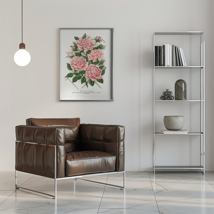 Wall Art Pink Rose, Gem of the Prairie Lithograph