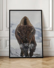 Wall Art Bison en approche