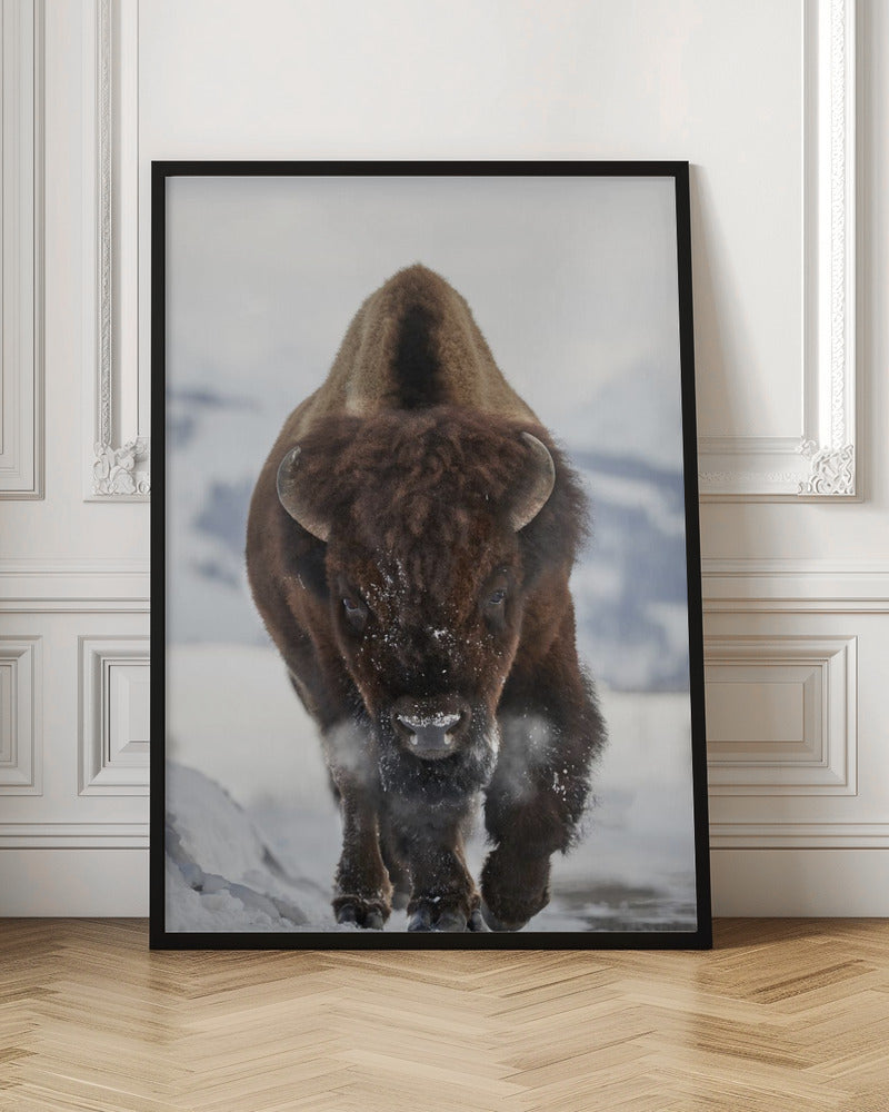 Wall Art Bison en approche