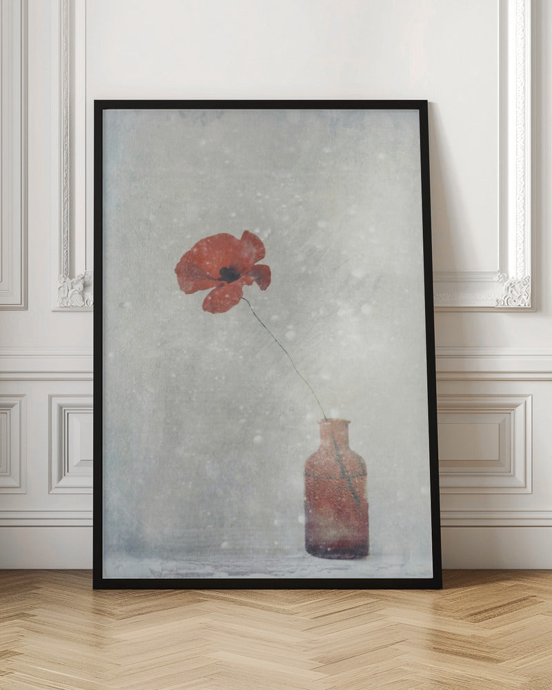 Art mural : Papaver somnifere (Mughetto)