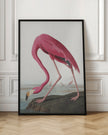 Pink Flamingo Ii From Birds of America (1827)