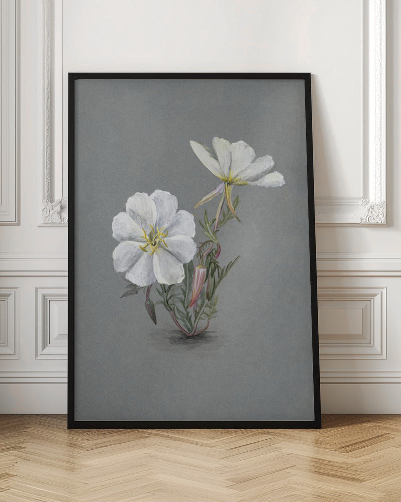 Wall Art Giant Helleborine (1880)