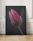 Wall art Tulipe Rose 1