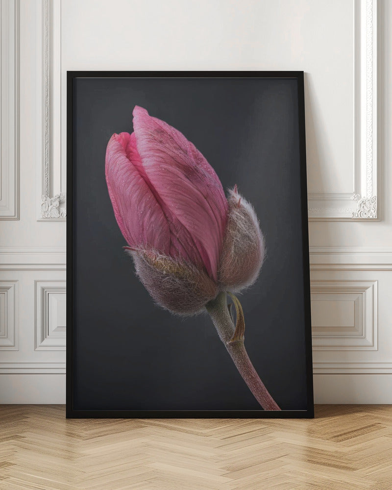 Wall art Tulipe Rose 1