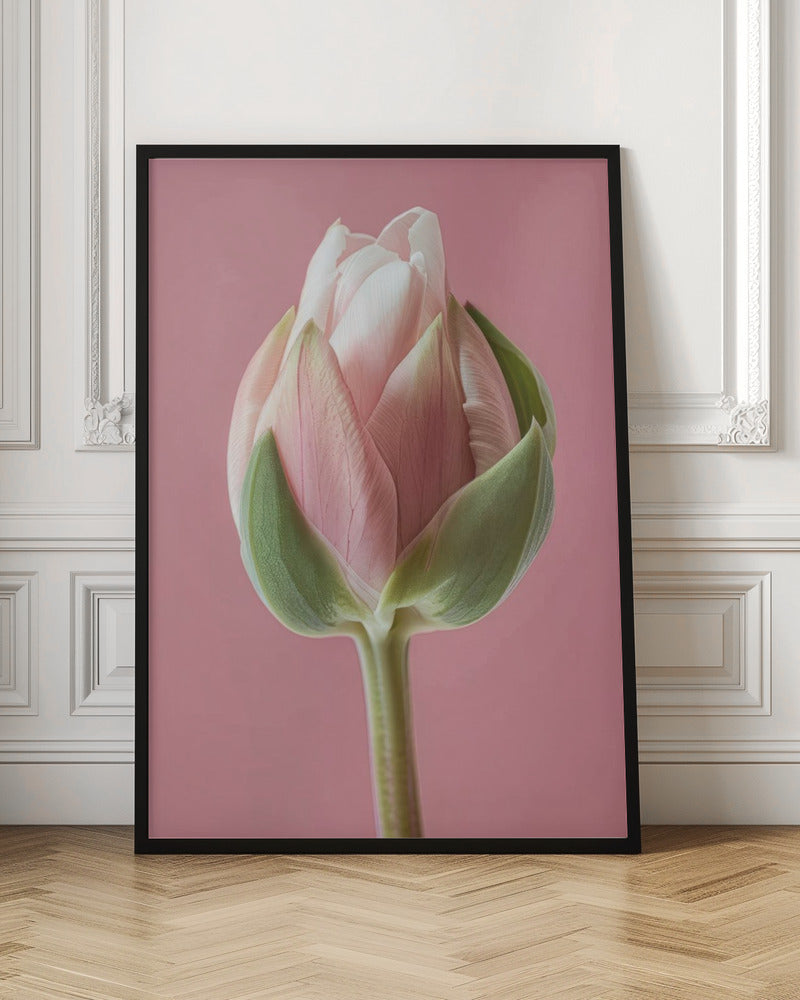 Art mural Tulipe rose