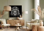 Wall art Young Male Lion Canvas Print