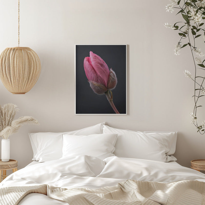 Wall art Tulipe Rose 1