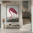 Pink Flamingo Ii From Birds of America (1827)