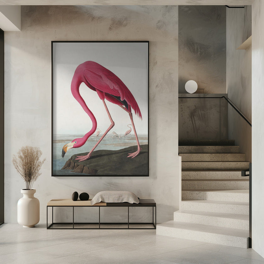 Pink Flamingo Ii From Birds of America (1827)