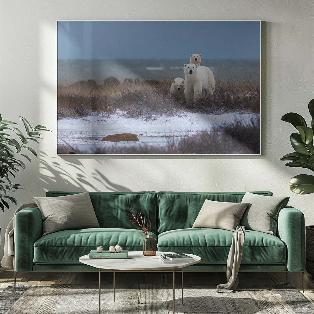Illustration murale : une mère ours et ses oursons, avec la baie d'Hudson en arrière-plan.
