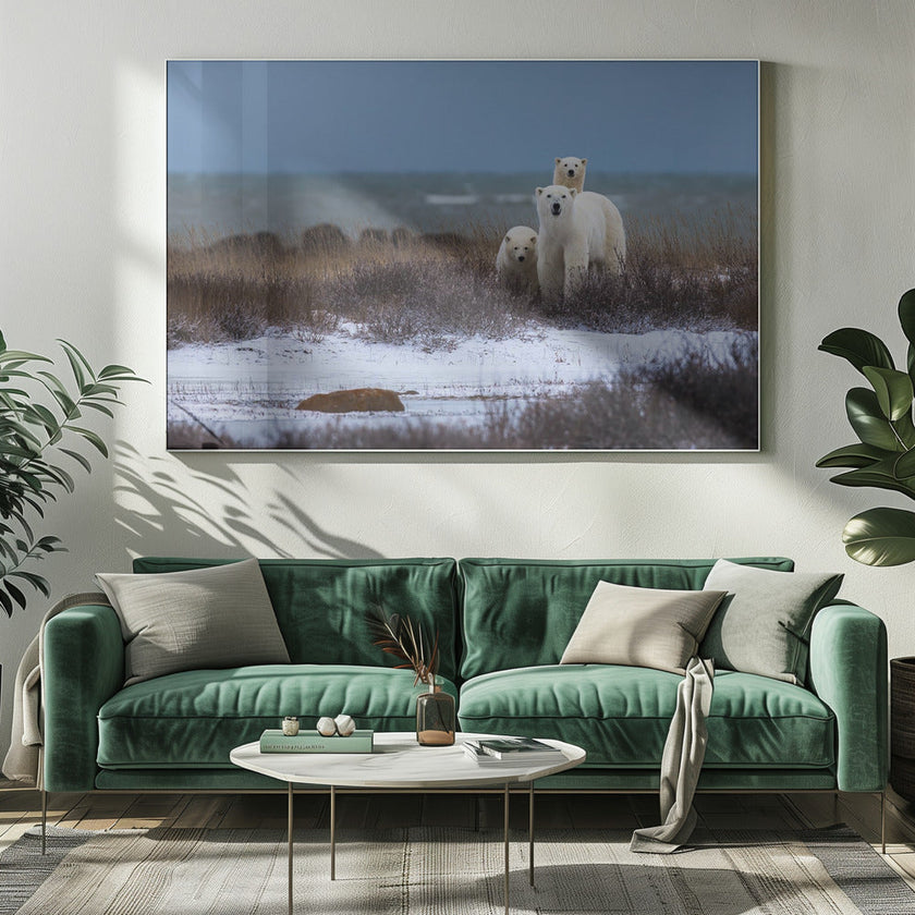 Illustration murale : une mère ours et ses oursons, avec la baie d'Hudson en arrière-plan.