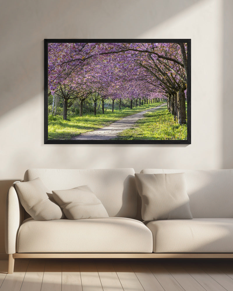 Art mural : allée idyllique de cerisiers en fleurs