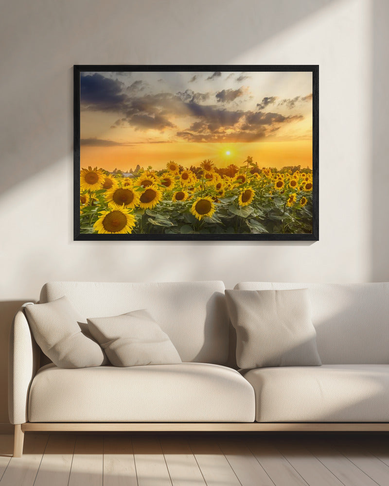 Art mural Champ de tournesols au coucher du soleil | Vue panoramique
