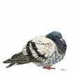 Pigeon - greeting card