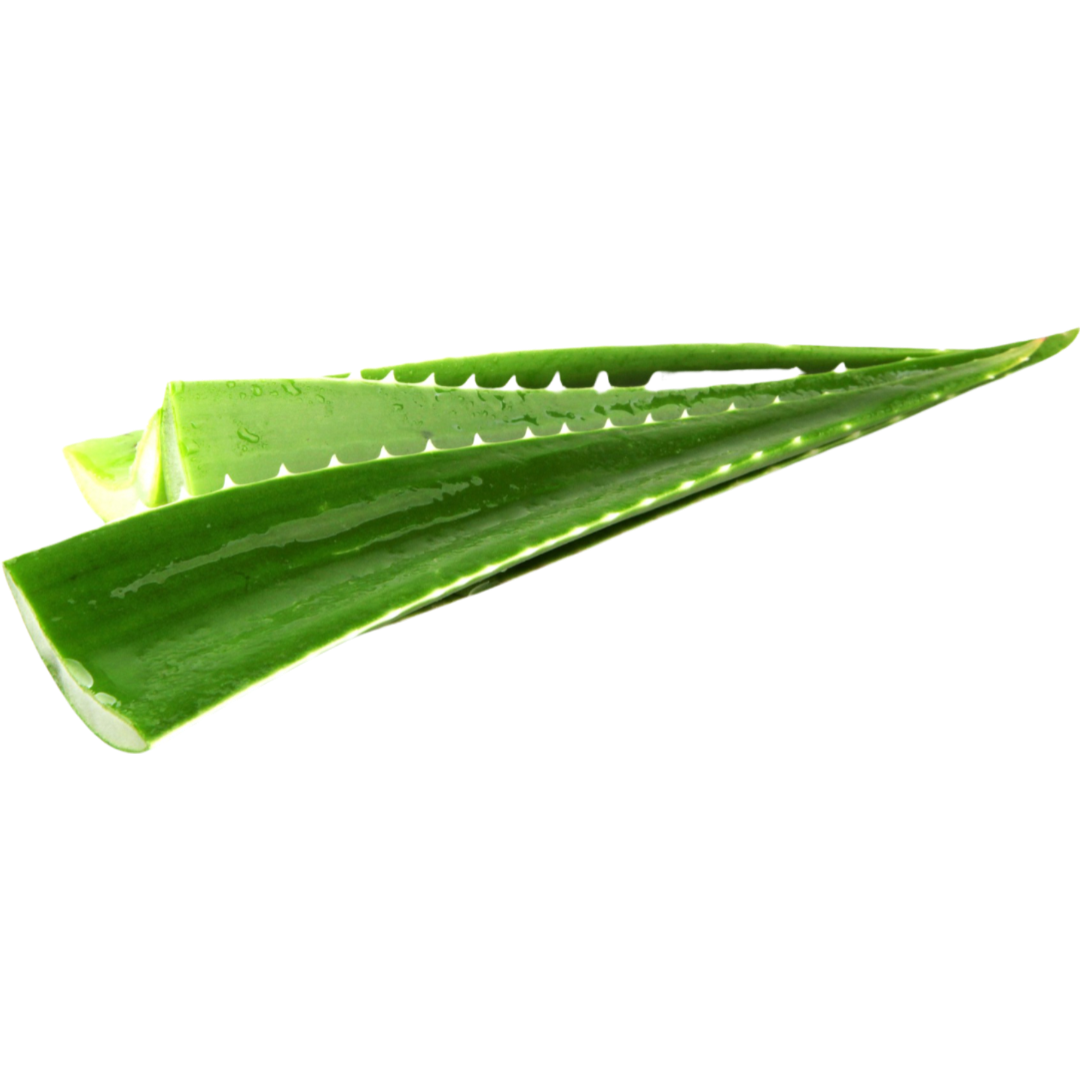Fresh Aloe Vera Leaf - Each