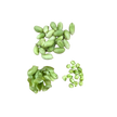Fresh Green Chana (Chickpea)