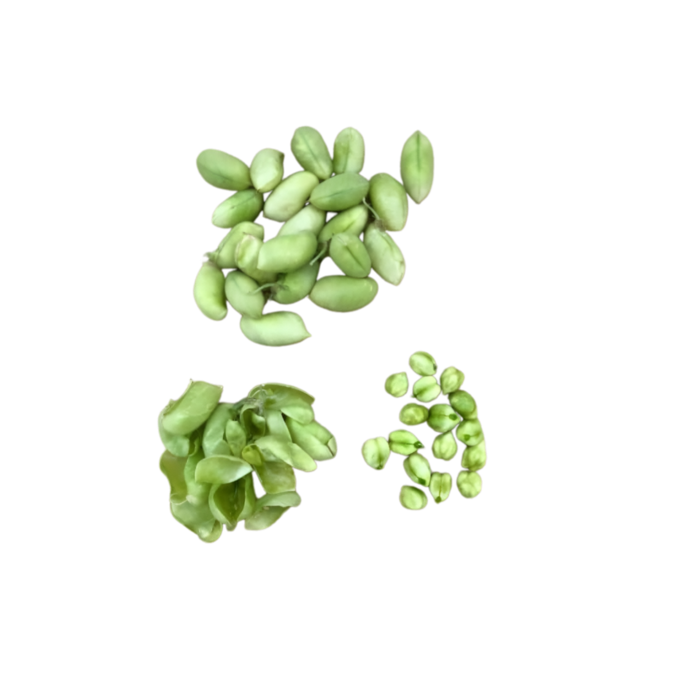 Fresh Green Chana (Chickpea)