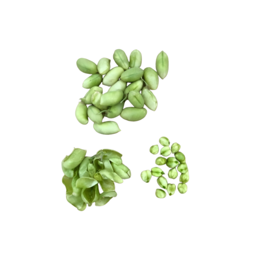 Fresh Green Chana (Chickpea)