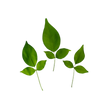 Bel Patra (Bilva Leaves)