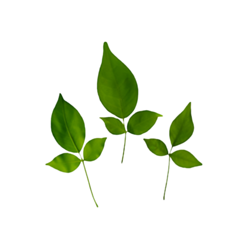 Bel Patra (Bilva Leaves)