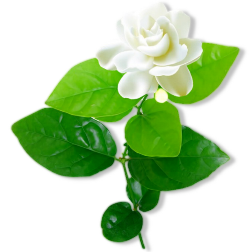Fragrance Oil - Gardenia