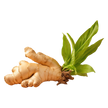 Ginger