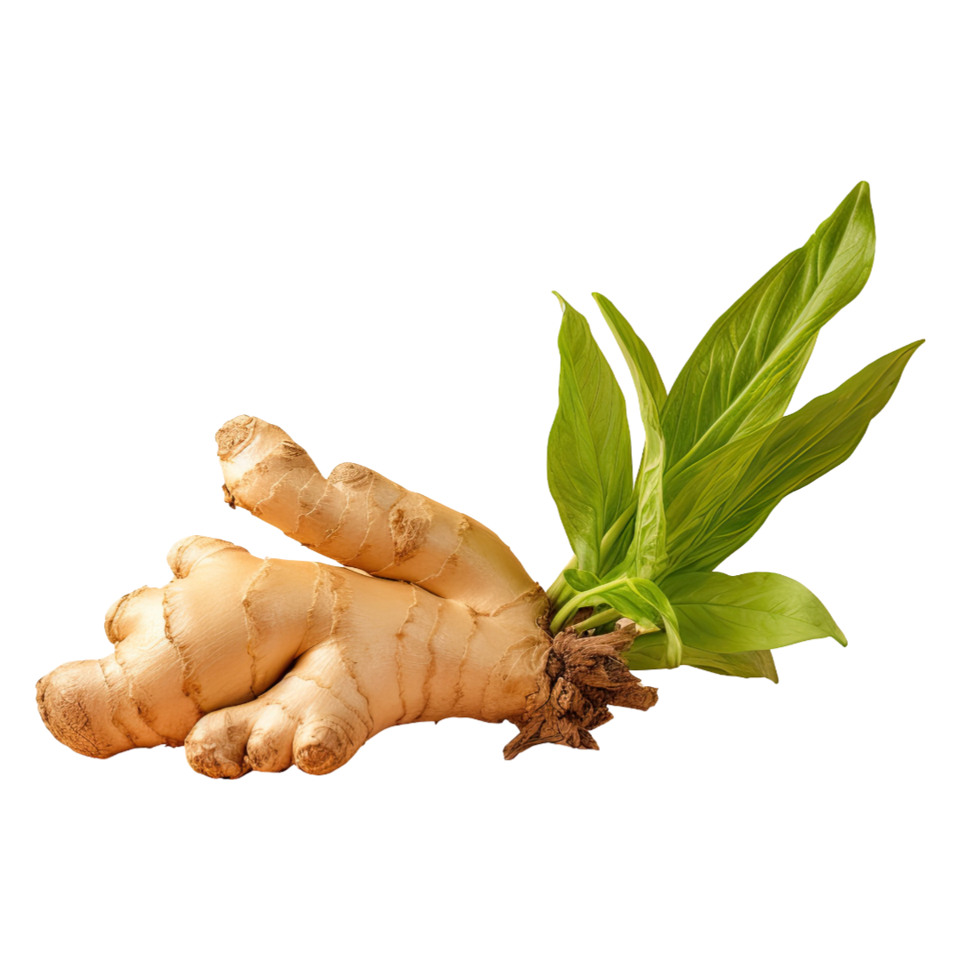 Ginger
