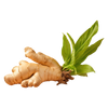 Ginger