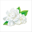 Incense - Backflow Cones - Jasmine - 8 Cones