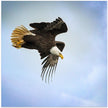 Wall art Taking Flight (Wall art Taking Flight en français)