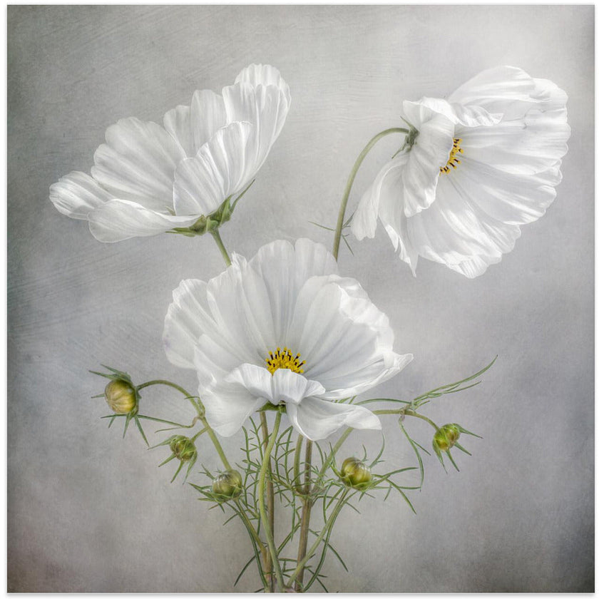 Wall Art Cosmos Charm Irises