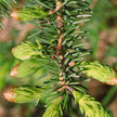 Pousses d'épinettes marinées