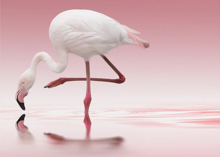 Wall art Flamingo
