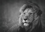Wall art Regal. Lion